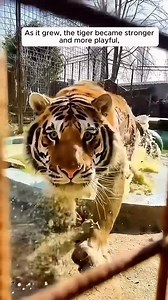 Kind hearted people rescue an injured tiger cub #shorts #animalrescue #rescuedanimals #animalprotection #animalwelfare #saveanimals #adoptdontshop #animalrights #rescuepets #stopanimalcruelty #animalshelter | El Señor de los Cielos Fans