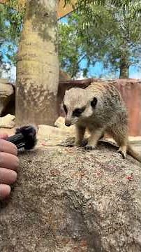 Enjoy the chaotic sounds of meerkat snack time