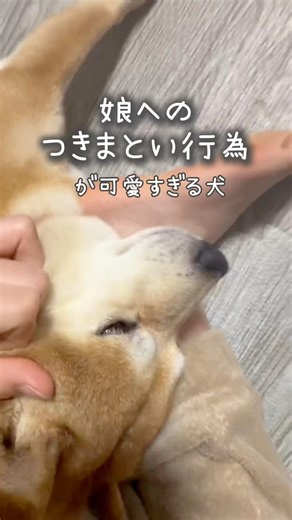 撫でハラする豆千代くん🐾 #豆柴