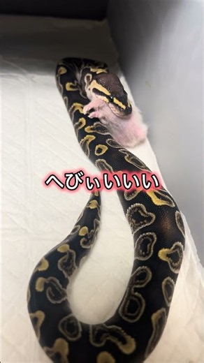 Actually surprisingly docile? It’s nearly impossible to get bitten by a Ball Python