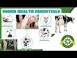 Udderly Vital: A Comprehensive Guide to Cow Udder Health#udder #dairy #veterinary