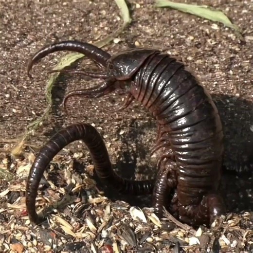 What Came Out Of The Ground In My Garden?