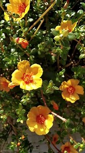 டேபிள் ரோஸ் ஆன்லைன் விற்பனை💞WhatsApp 8248651486💫50 கலர் காம்போ❤தமிழ்நாடு மட்டும் டெலிவரி கிடைக்கும்