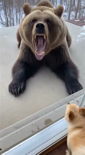Dog Challenged a Bear… Then Instantly Regretted It 😅 #ai #animals