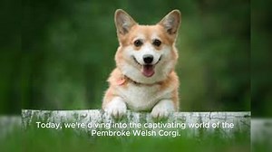 Pembroke Welsh Corgi