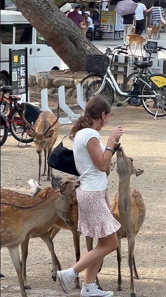 🦌 日本の女の子たちと奈良の鹿❤️ 可愛すぎる癒しの瞬間！#奈良公園 #奈良の鹿 #鹿 #NaraPark #NaraDeer #JapanTravel #Japan #日本旅行 #観光 #癒し