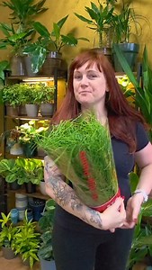 Délka, co bere dech Rhipsalis baccifera za 699 Kč Nenáročný převislý fešák, co vypadá jako zelený vodopád. Stačí trochu světla, trocha vody a on si žije svým závěsným snem. Možná ho teď jen obdivujete na videu. Ale co když by se líp vyjímal u vás doma? Mrkněte na něj na e-shopu: www.kytkyobchod.cz Zasíláme Gls | KYTKYshop
