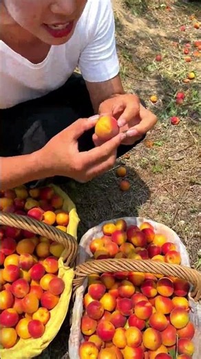 🍑🌳 Harvesting Delicious Fresh Apricots! 😍✨ #Shorts