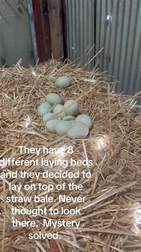 ceil (@ceil06)’s video of beds