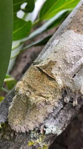 Meet my gorgeous Henkel’s leaf-tail gecko (Uroplatus henkeli), one of my stunning captive-bred females! I tried, but I couldn’t keep her a secret any longer! This species belongs to the Uroplatus fimbriatus complex, a group of geckos within the genus that have evolved to be experts at mimicking tree branches. Their unique dermal flaps and intricate, lichen or moss-mimicking banding and patterns help them blend seamlessly into their surroundings, making them nearly invisible to predators. Watch h
