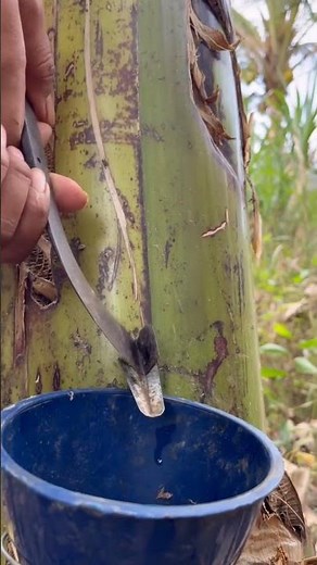 Satisfying Rubber Tree Tapping Process 🌿💧 #Shorts