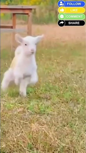 Domba lucu bikin gemes #domba #shortvideo #lucu #funnyanimals