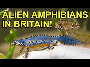 4 Non Native UK Amphibians