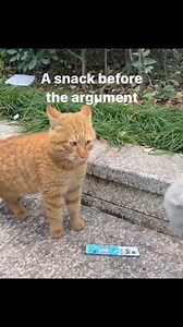 613K views · 62K reactions | Cat compilation 13 (Orange Cat Edition) #cats #catsoffacebook #catlover #funnycat #funnyvideo | Cats Heaven | Facebook