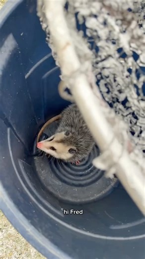 Laurel Ysebaert on Instagram: "POSSUM IN A PAIL (this was prior to me realizing he ate rainbow cupcake FYI 🫠)"