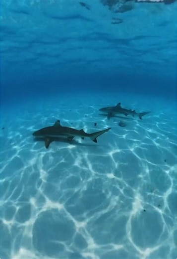 Tahiti Tourisme on TikTok