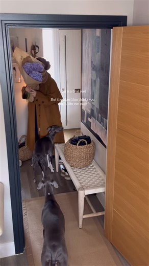 If you love whippets and cosy interiors then you’re in the right place 癩 #whippetlife | Our Little Whippet Life | Facebook