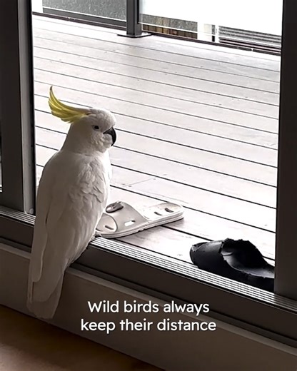 This wild parrot visited the same woman's home every day! #parrotstory #parrots #birdstory #animalstory | Cuddle Buddies