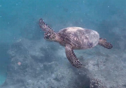 Hawaiian green sea turtle nesting season underway: How to kōkua | Maui Now