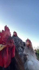 147K views · 6K reactions | Using loot box as camouflage | Vector CODM | Facebook