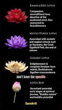 Decoding the 🪷 Lotus Flower's deeper Spiritual Meaning