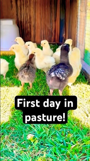 5-Day-Old American Bresse Chicks Experience Their First Time on Pasture!