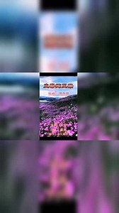 血染的风采
