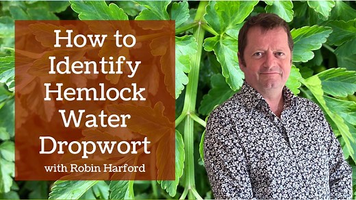 A short video showing how to identify Hemlock water dropwort, which is a member of the Apiaceae (Carrot) family. The plant is very toxic. | Robin Harford