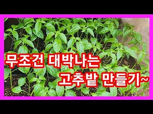 무조건 대박나는 고추밭 만들기~참외밭,수박밭,오이밭 및 텃밭 만들기 밑거름 귀농귀촌,주말농장 고추농사 잘짓는방법 고추농사달인 고추농사 노하우