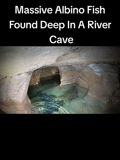 Discovering a Massive Albino Catfish in a Cave