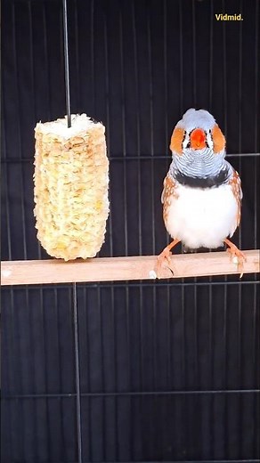 finch bird chirping #birds #pets #shorts #finch