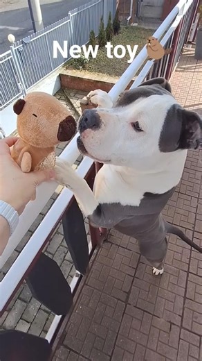 Gas vs capybara toy 🦫Winner: squeaky ball 😄🎾 #dogshorts #newtoy #capybara #squeakytoy #funnydog #fyp