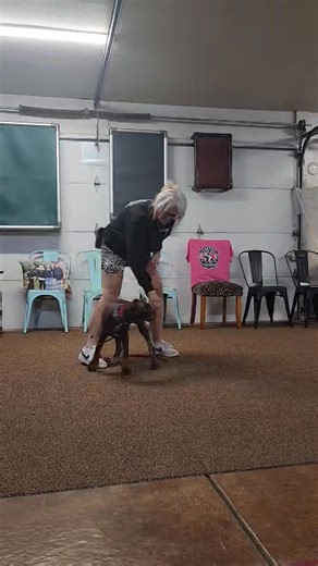 Puppy Day Stay Train Program. "Karma," the Doberman Pincher puppy arrived this morning to start her training. She is 14 weeks old. We started her out with just some food luring exercises , shaping into some different behaviors, along with teaching her name recognition and some leash work. She did great. Stay tuned in to watch her puppy progression and all the things we teach her. The Iron Canine Canyon K9 Training 806 681 5971 | Canyon K9 Training LLC | Facebook