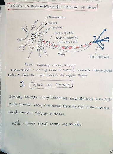 Structure of Nerve & Types of Nerves