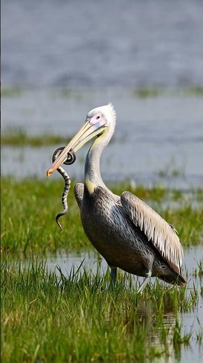 Pelican & Stork in Lush Green Nature 🌿 | Stunning 4K Wildlife Video | Relaxing Wildlife Scene in 4K
