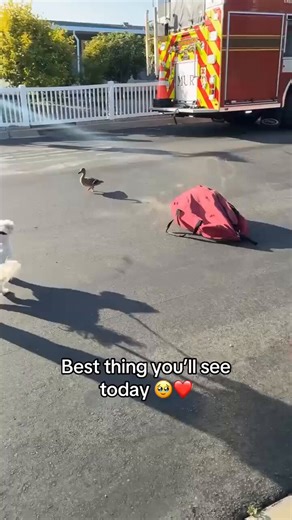 This video wins the internet today!Try not to cry! 😢❤️