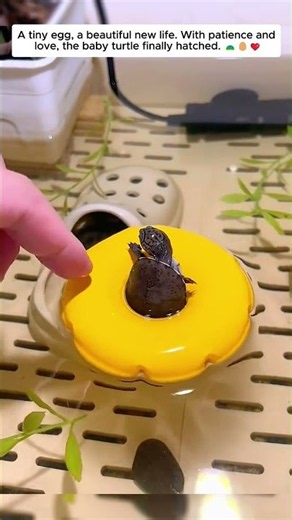 #TurtleHatching #BabyTurtle #AnimalRescue #CuteAnimals #Heartwarming #SaveAnimals #Kindness #Love