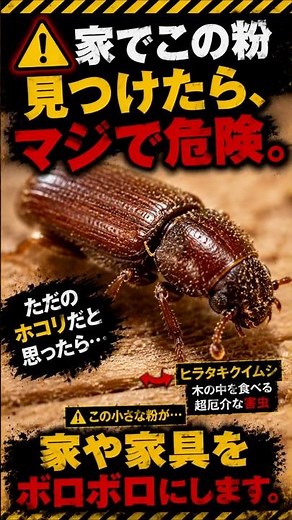 【1分解説】ただのホコリだと思ったら終わり。家や高級家具をボロボロにする最凶の害虫「ヒラタキクイムシ」