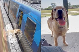 ​​Labrador Who Hopped on an Early Morning Commuter Train for a Solo Adventure Returns Home Safely