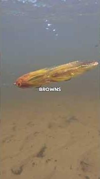 These summer run steelhead fight so hard! #troutfishing #steelheadfishing #flyfishing #browntrout