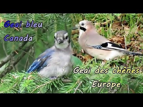 GEAI BLEU du Québec et GEAI des CHENES d'Europe
