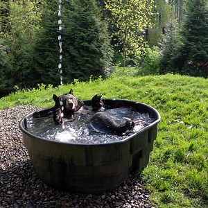 839K views · 32K reactions | You make this possible! This GivingTuesday, help us do more with a gift to the Oregon Zoo Foundation. Thank you! | Oregon Zoo | Facebook