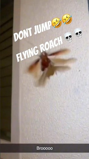 Flying Cockroach attack #cockroach #shorts#funny#dontjump