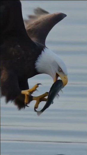 Bald Eagle Eats Fish While Flying Over Water 🦅🐟 | WildVanta #naturedocumentary #wildlife #nature