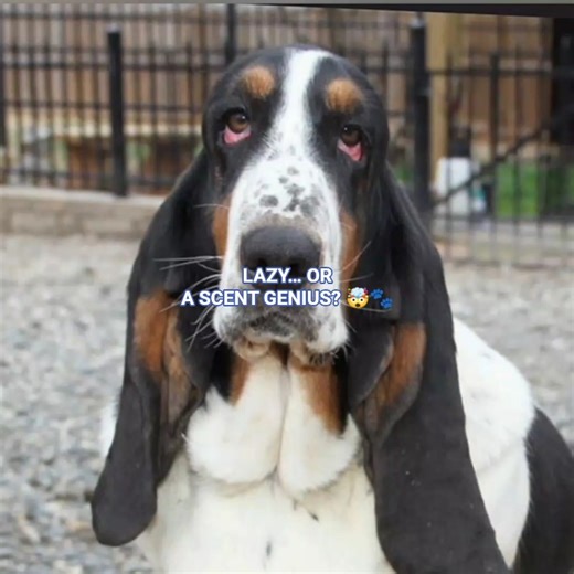 This “Lazy” Dog Has One of the Best Noses in the World 🐶👃