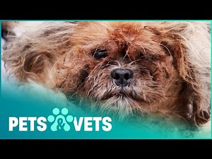 Neglected Dogs Finally Given The Attention They Need | The Dog Rescuers Compilation