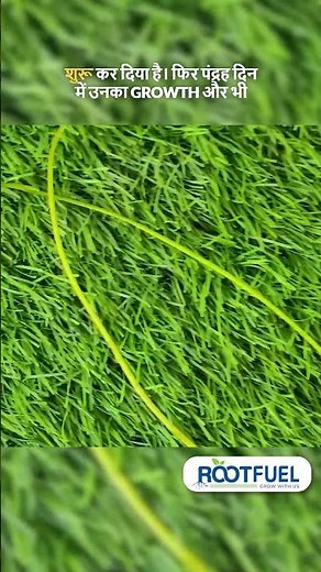 From Tuber to Bloom 🌱 Complete Lotus Growth Journey by ROOTFUEL #rootfuel #garden #lotusplant