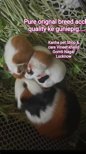 Quality Gunie Pigs for sale in Lucknow
