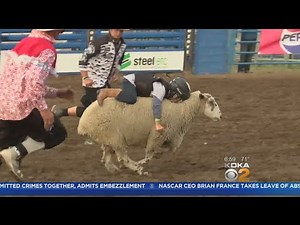 Boy, 5, Sets Mutton Busting Record