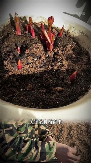 Discover the Beauty of Peony Flower Planting - DIY Garden Tips